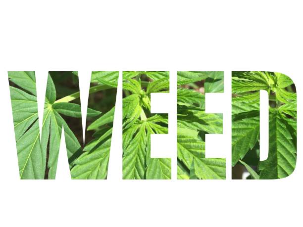 istock Weed typography with marijuana leaves in the text isolated on white background 1173230430