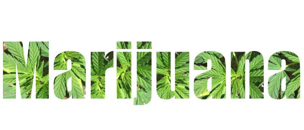 istock Marijuana Typography with marijuana leaves in the text isolated on white background 1173230434