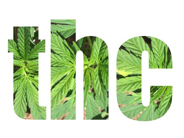 istock THC typography with marijuana leaves in the text isolated on white background 1173230435