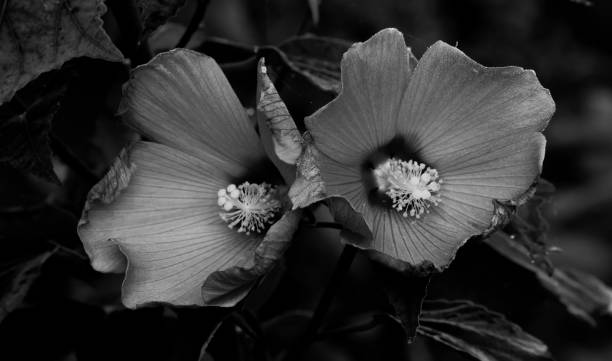 istock two beautiful  hibiscus flowers in detail 1173231089