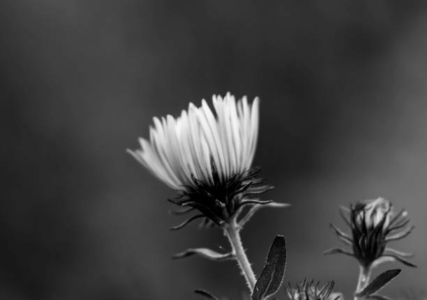 New England aster in black and white