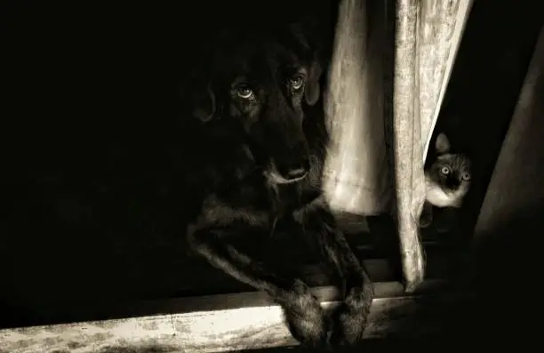 Photo of Black dog and cat lay down at the door and looking out from the dark inside house. dog eyes look to camera. copy space at left side.