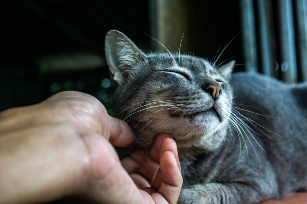 Happy kitten likes being stroked by Man's hand. stock photo