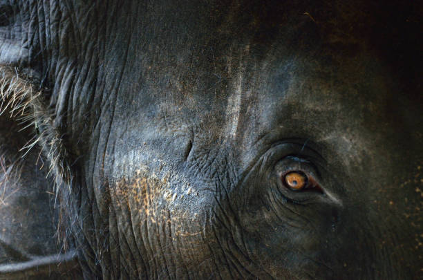 美しいオレンジ色の目で象をクローズアップ - animal close up elephant animal eye ストックフォトと画像