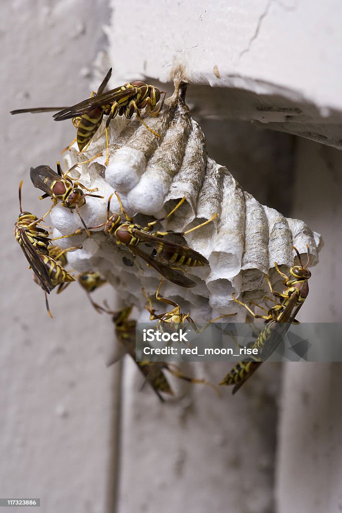 Nido di vespe - Foto stock royalty-free di Accudire