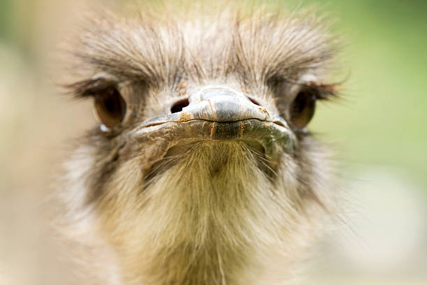 istock Close-up portrait of ostrich 117323973