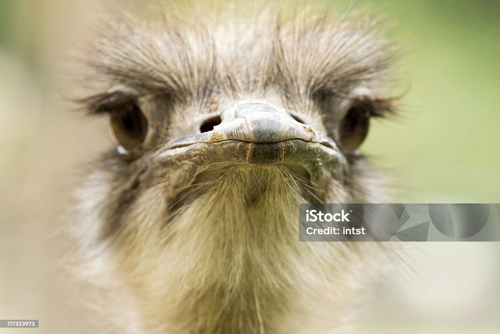 Retrato de Close-up de Avestruz - Royalty-free Animal Foto de stock