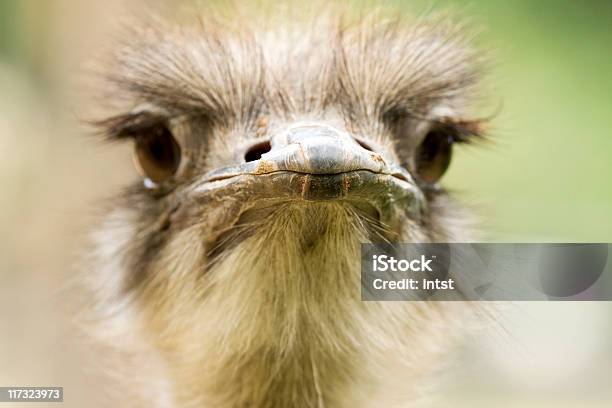 Retrato De Closeup De Avestruz - Fotografias de stock e mais imagens de Animal - Animal, Animal selvagem, Ao Ar Livre