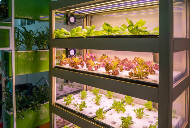 roślina z warzywami szklarniowymi z technologią led light indoor farm - greenhouse plant nursery plant lighting equipment zdjęcia i obrazy z banku zdjęć