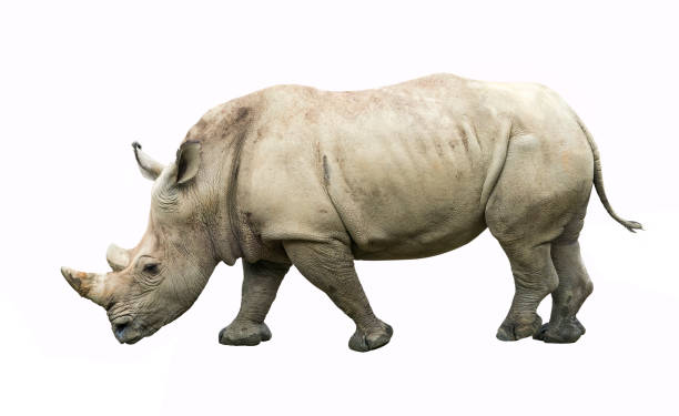 istock White rhinoceros or square-lipped rhinoceros young 1173240791