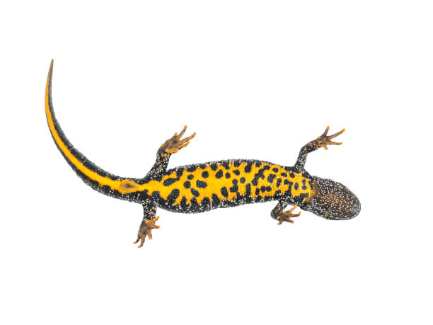 istock Lizard Triton with bright yellow belly isolated on white background. 1173240898
