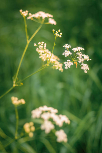 istock White wildflowers shot at an old Soviet lens with a very soft focus. 1173242916