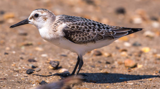 istock Seabird Sandpiper on the beach 1173244021
