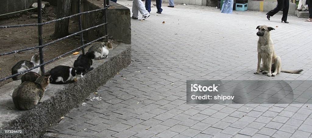 犬と猫 - 犬のロイヤリティフリーストックフォト