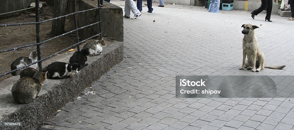 Собаки и кошки - Стоковые фото Домашняя кошка роялти-фри