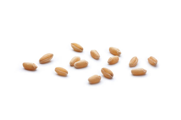istock Close-up of wheat grains 1173246475