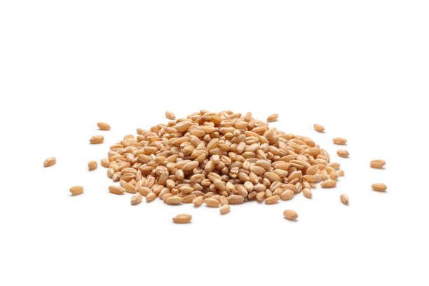 istock Pile of wheat grains 1173246504