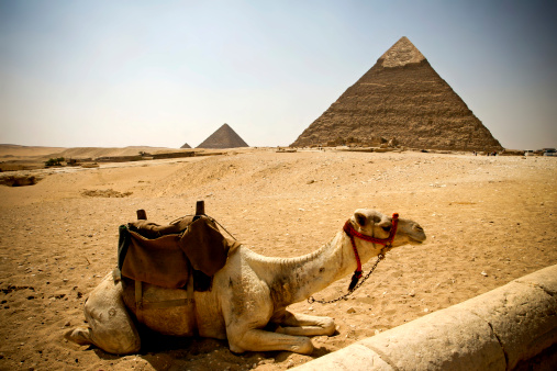 7 wonders pyramids and camel! 