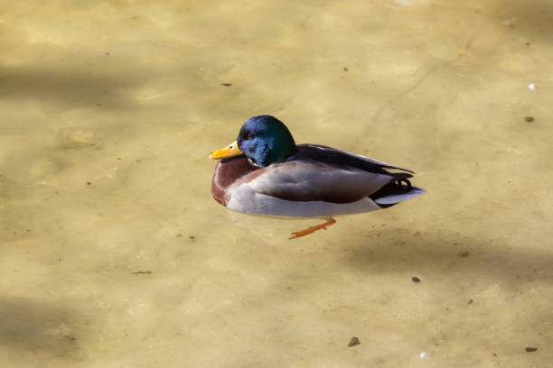 istock duck in water on melting ice 1173248126