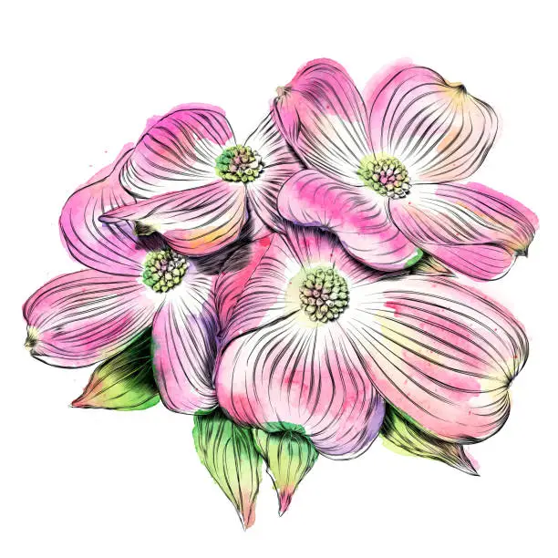 Vector illustration of Dogwood Flowers Vector Ink and Watercolor Drawing