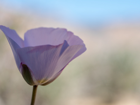 Soft focused delicate pale lavender pink straggling mariposa lily (Calochortus flexuosus) flower with copy space in Red Rock Canyon near Las Vegas, Nevada, USA