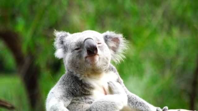 Free Koala Stock Video Footage 213 Free Downloads