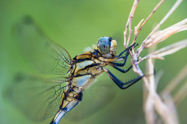 istock Dragonfly in Niigata City, Niigata Prefecture 1173252557