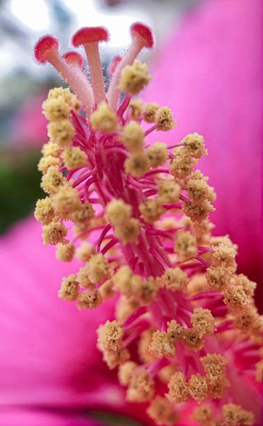 istock Tower of flower 1173252756