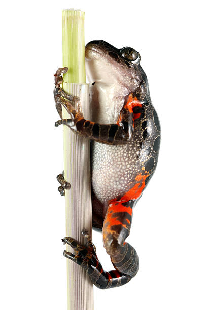 istock Tanzanian Tiger Leg Frog 117325298