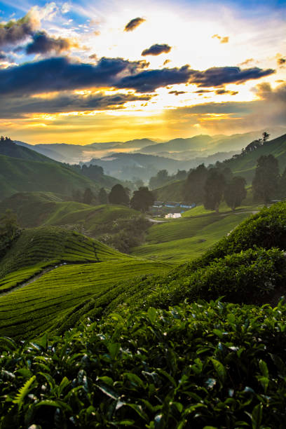 istock Cameron Highland, Malaysia 1173253971
