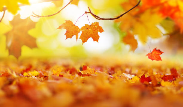 istock trees with multicolored leaves on the grass in the park 1173257006