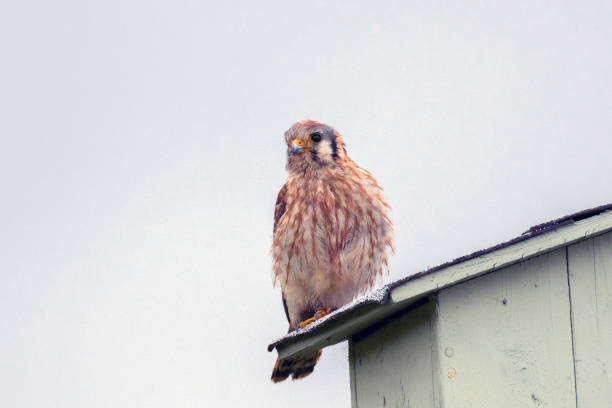 istock American Kestrel on the nest 1173257076