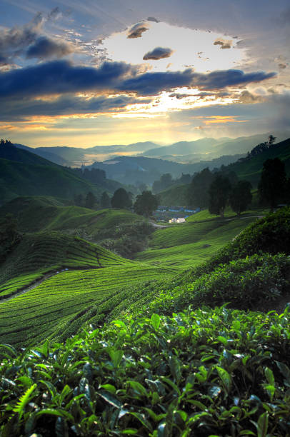 istock Cameron Highland, Malaysia 1173257769