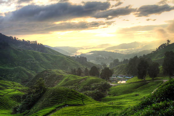 istock Cameron Highland, Malaysia 1173257772