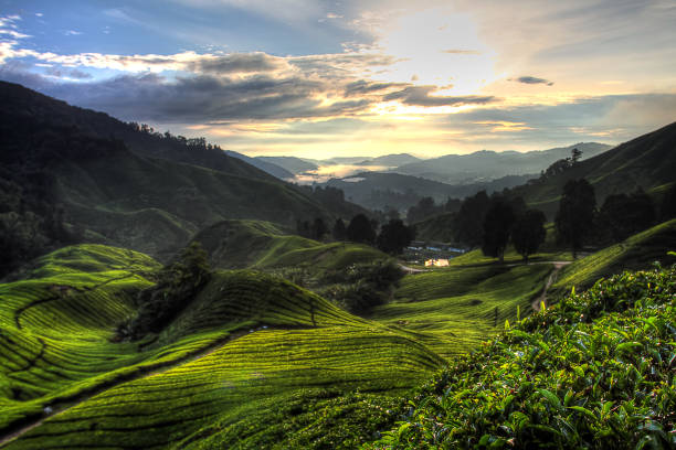 istock Cameron Highland, Malaysia 1173257776