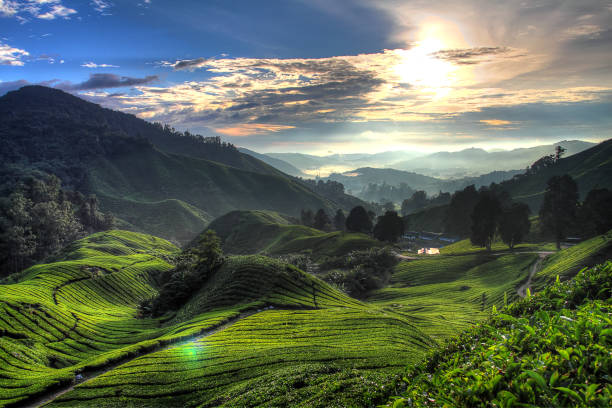 istock Cameron Highland, Malaysia 1173257781