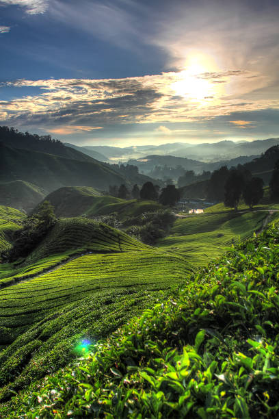 istock Cameron Highland, Malaysia 1173257784