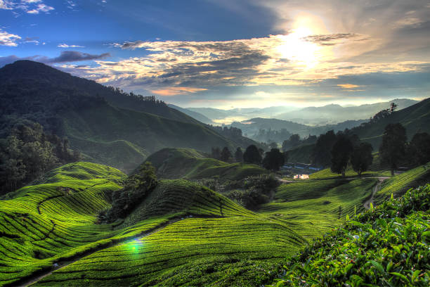 istock Cameron Highland, Malaysia 1173257786