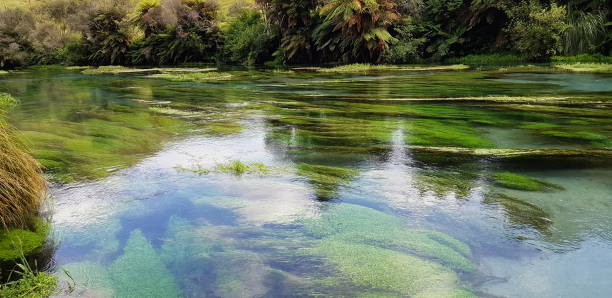 istock Blue Spring Putaruru New Zealand 1173258109