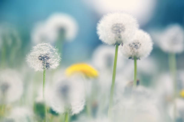 istock Field with dandelions and blue sky 1173258218