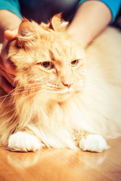 istock Person holding ginger cat on wooden floor 1173258883