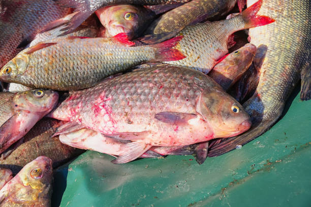 istock Many river fish. Freshwater fish - Carp, roach, Rudd, pike , bream 1173259013