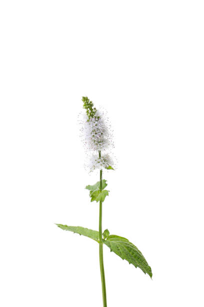 istock flowers of mint on a white background 1173261714