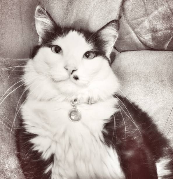 Old Fashioned Portrait of a Cat