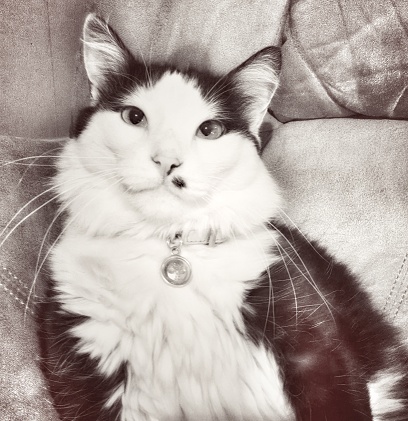 Sepia toned photograph of a fluffy cat