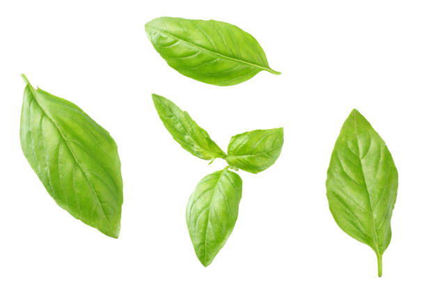 istock Basil leaves isolated on white background. Top view. Flat lay 1173261833