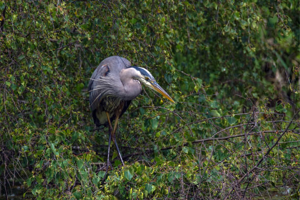 istock North american great blue heron 1173263427