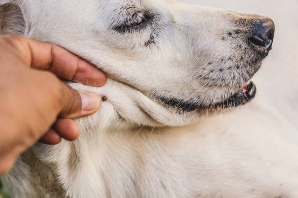 istock close up tick on dog skin 1173263794