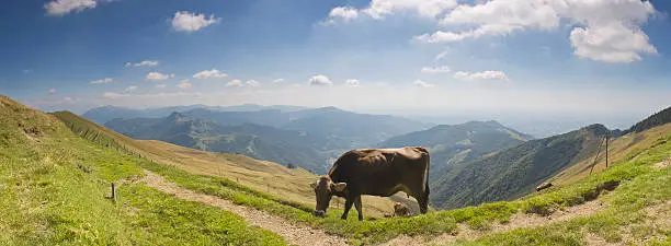 Traditional farmland in Switzerland complete with a cow and distinctive bell.  This farmland is near the summit of Monte Generoso.  Stitched panorama.