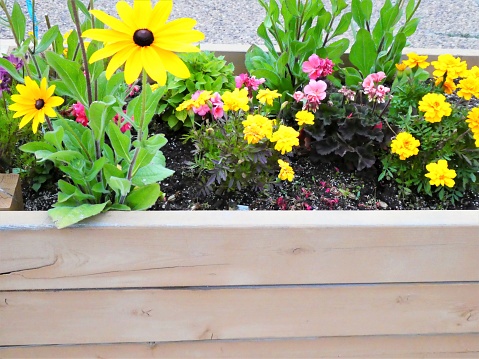Vibrant Colored Flowers in a Wood Flower Box